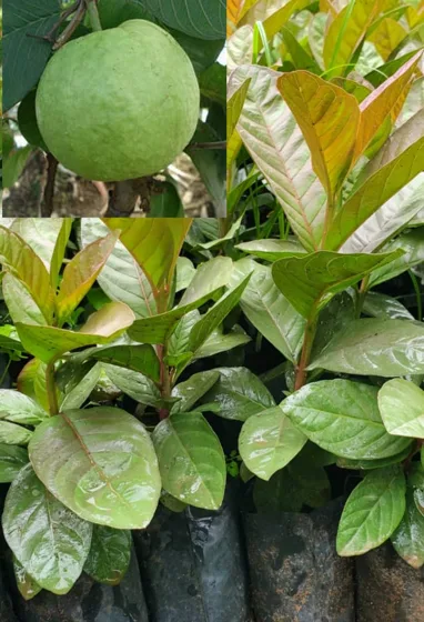 Green citrus fruit on tree