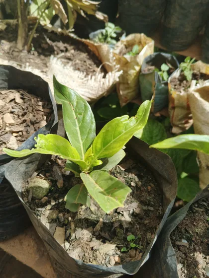 Young fruit tree seedling