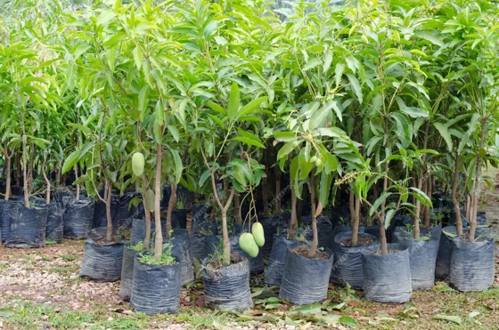 Mango seedlings in grow bags