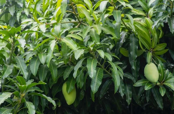 Mango fruit on tree