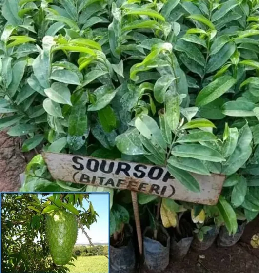 Soursop seedlings with label