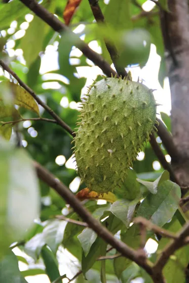 Soursop fruit on tree