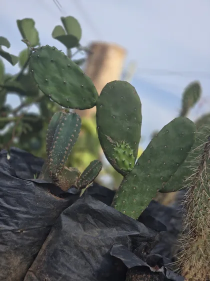 Cactus with thorns