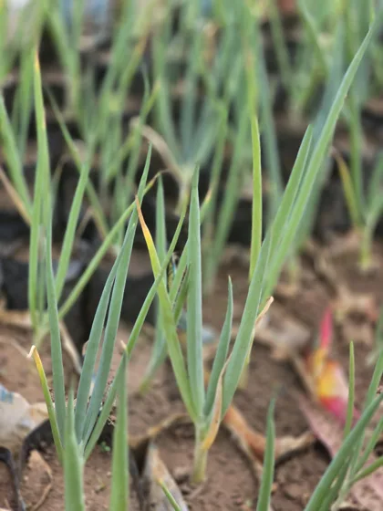 Onion seedlings