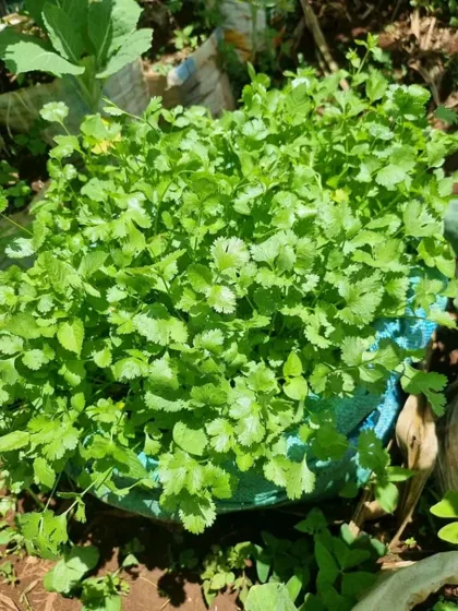 Small leaf herb in container