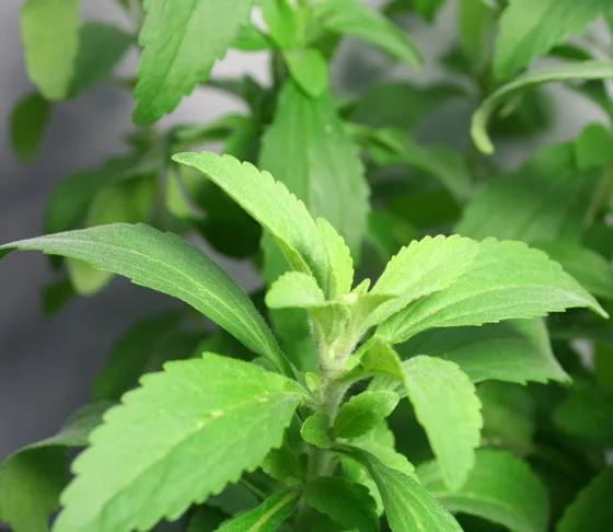 Serrated leaf herb closeup