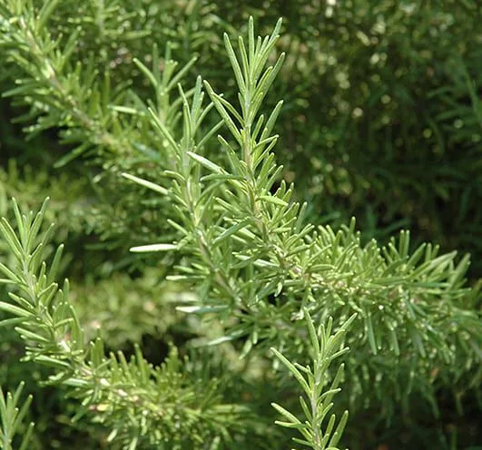 Rosemary foliage