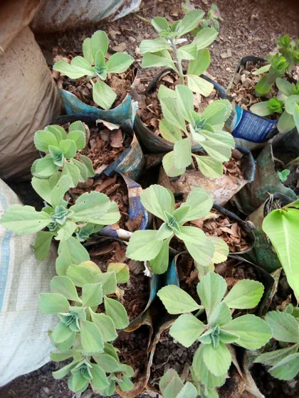 Fuzzy leaf herb seedlings