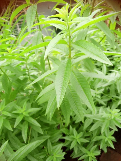 Narrow leaf herb plant