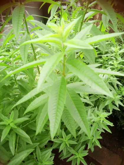 Narrow leaf herb plant