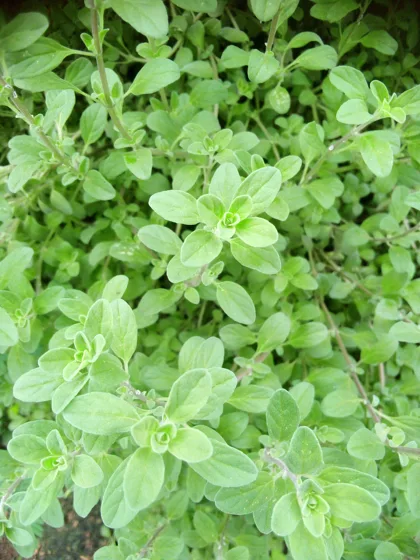 Small leaf herb patch