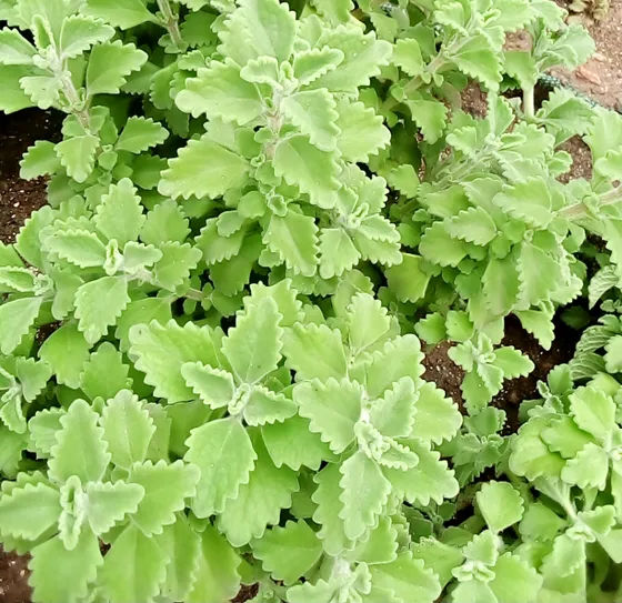 Representative nursery photo