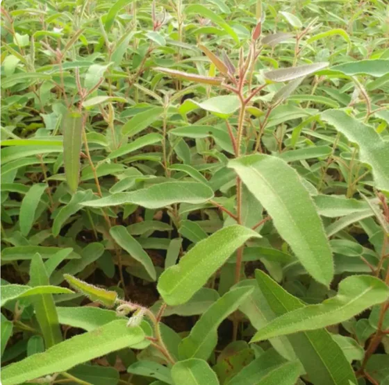 Lemon eucalyptus