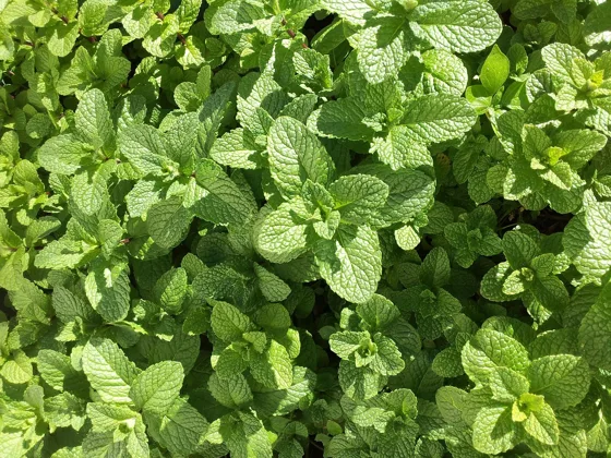 Mints