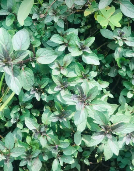 Small leaf herb shrub