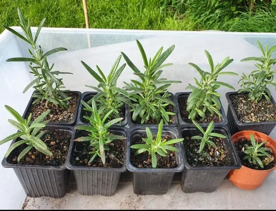 Potted rosemary seedlings