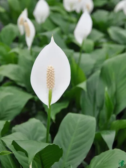 Peace lily