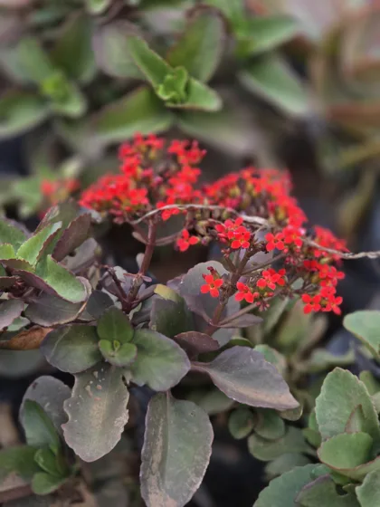 Red flowering kalanchoe