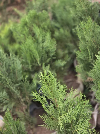 Conifer nursery plants