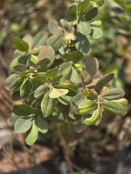 Variegated dwarf umbrella plant