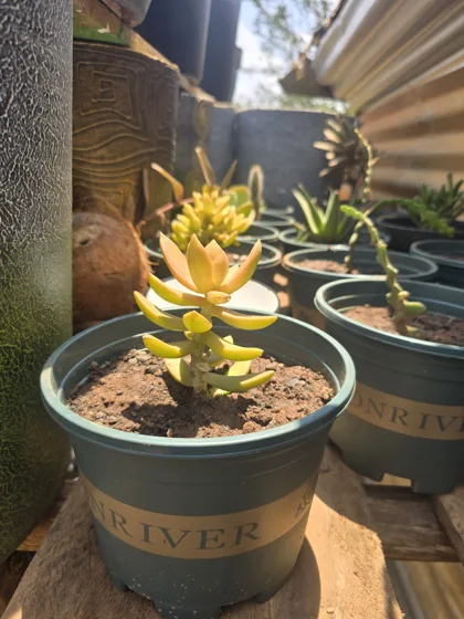 Golden succulent in pot