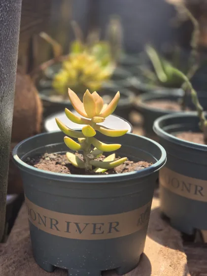 Golden succulent in pot