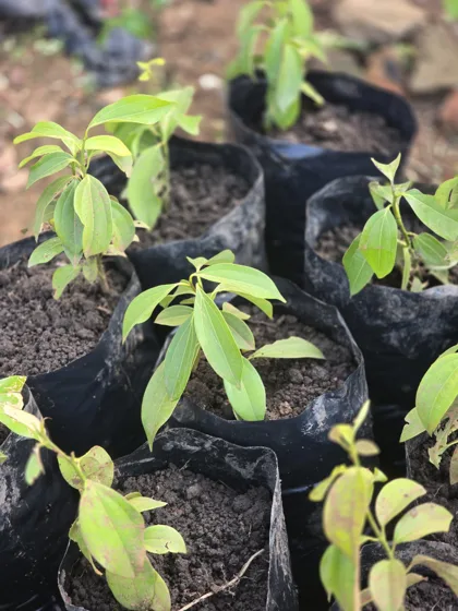 Young ornamental seedlings