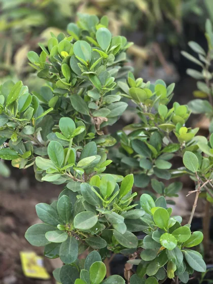 Compact glossy leaf shrub