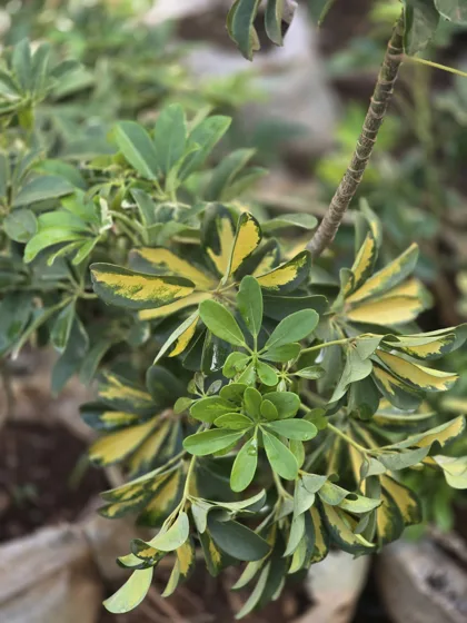 Variegated dwarf umbrella plant