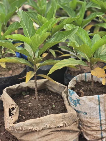 Narrow leaf ornamental seedling