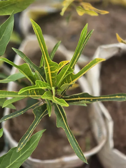 Narrow leaf croton