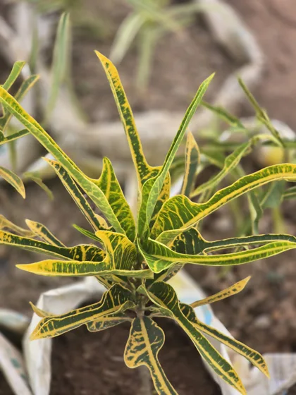 Narrow leaf croton