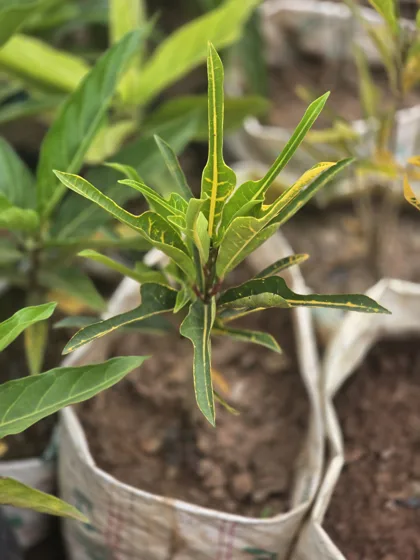 Narrow leaf croton