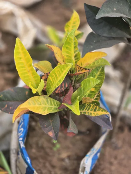 Yellow variegated croton