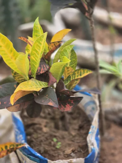 Yellow variegated croton