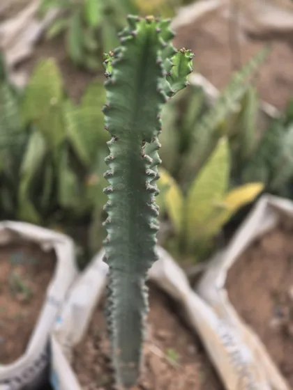 Upright ribbed succulent