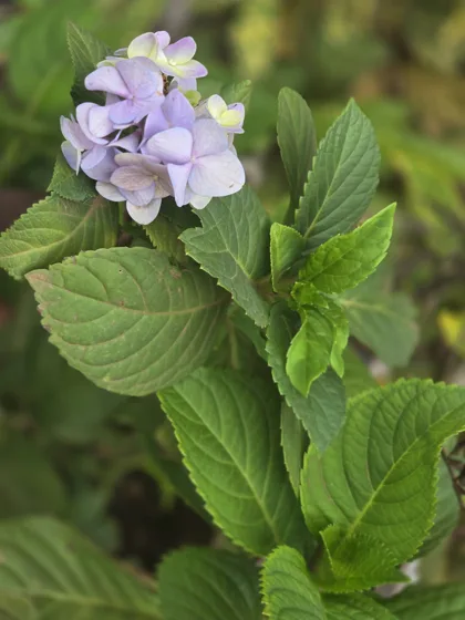 Pale purple flowering shrub