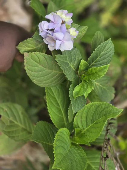 Pale purple flowering shrub