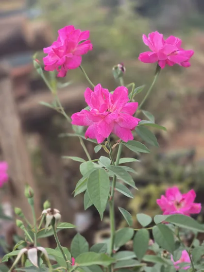 Miniature roses