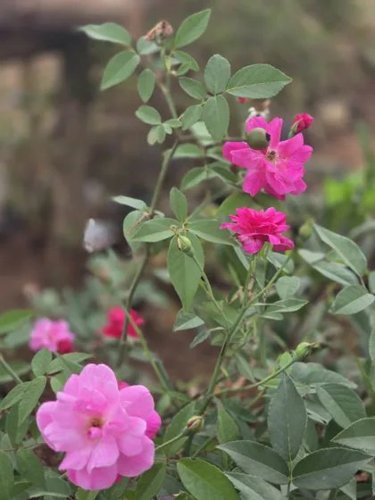 Pink rose flowers