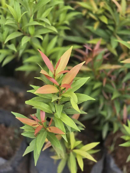 Red tipped ornamental shrub