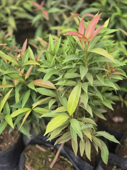 Red tipped ornamental shrub