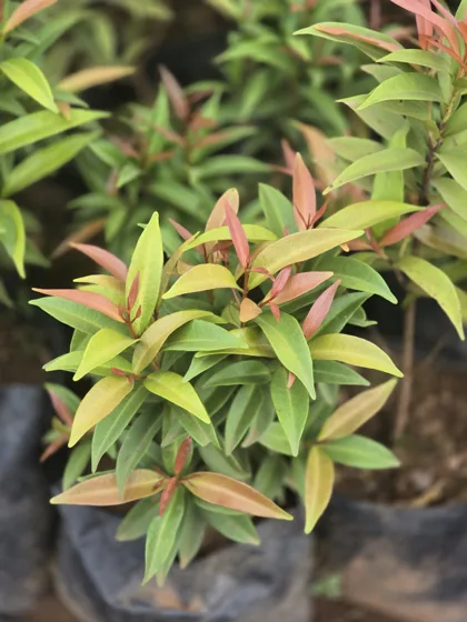 Red tipped ornamental shrub