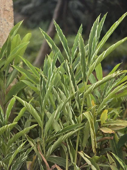 Upright snake plant leaves