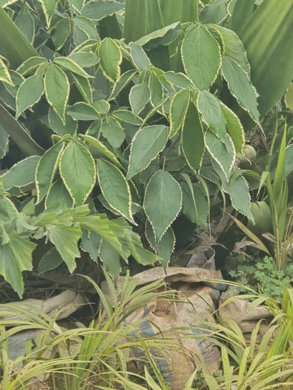 Variegated weeping fig