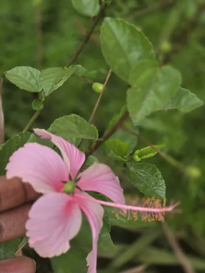 Pink hibiscus flower