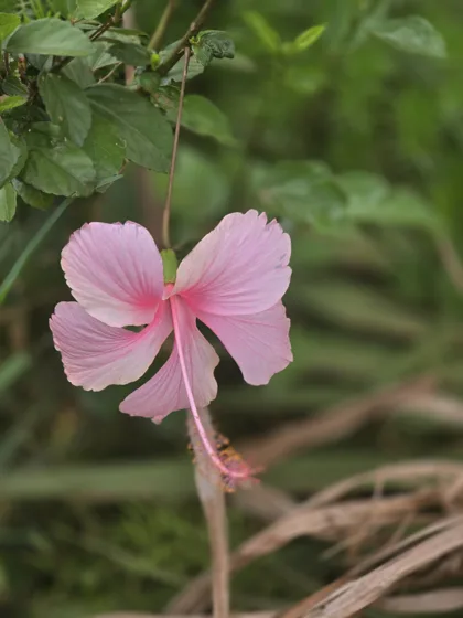Pink hibiscus flower