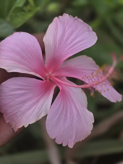 Pink hibiscus flower