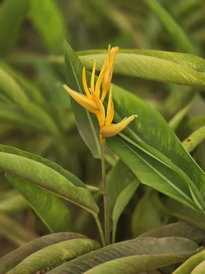 Orange heliconia flower