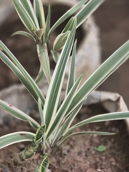Variegated spider plant